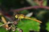 Sympetrum meridionale
